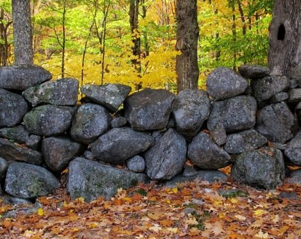 A stone wall in fall (photo © Brett Amy Thelen)