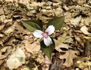 Painted Trillium (photo © Brett Amy Thelen)