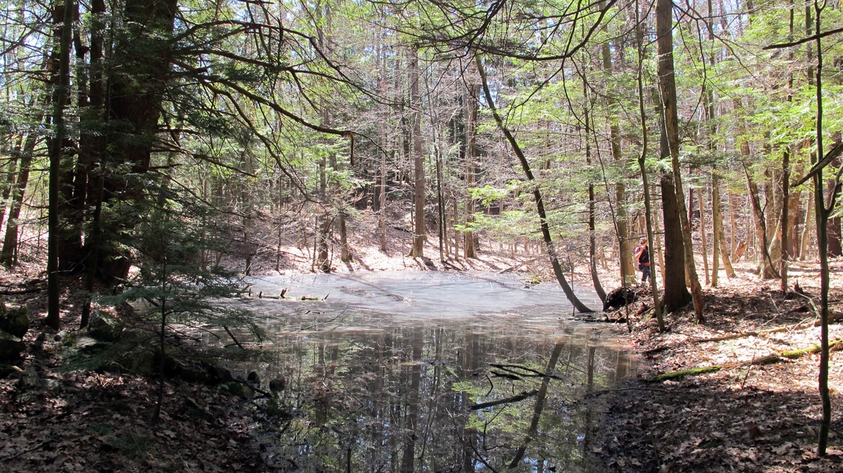 The vernal pool at the top of West Hill in the Horatio Colony Nature Preserve. (photo © Russ Cobb)