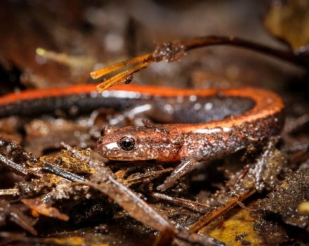 Kids Count for Wildlife: Red-backed Salamander Survey on May 20