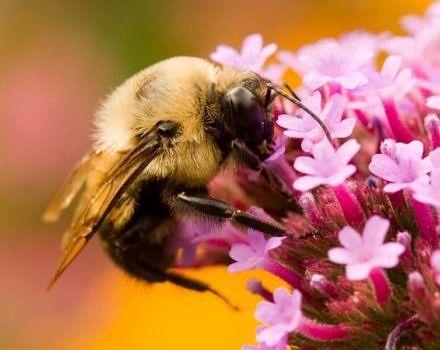 A bee gathers pollen at a colorful flower. (photo © Tianne Strombeck)