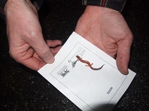 An erythrisitc redbacked salamander. (photo © Sherman Morrison)
