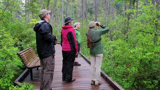 Birders look and listen for birds along the Tenant Swamp boardwalk. (photo © Brett Amy Thelen)