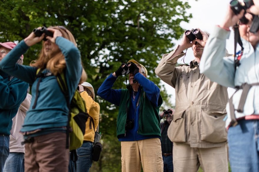 A group searches for birds -- with binoculars raised -- during a spring birding outing with the Harris Center. (photo © Ben Conant)