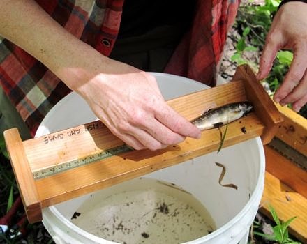 A Trout Unlimited biologist measures the length of an Eastern brook trout during a post-restoration fish survey of Falls Brook. The KSC internship team helped retrieve fish from, and return them to, the brook during this study. (photo © Brett Amy Thelen)