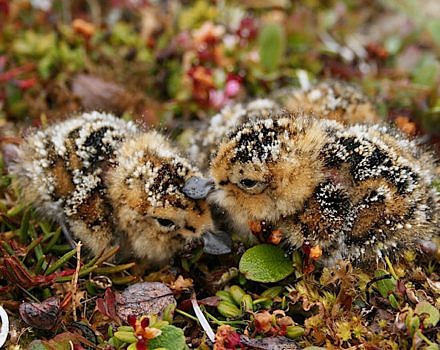 Two Spoon-billed Sandpiper chicks huddle on mossy ground. (photo © Pavel Tomkovich)