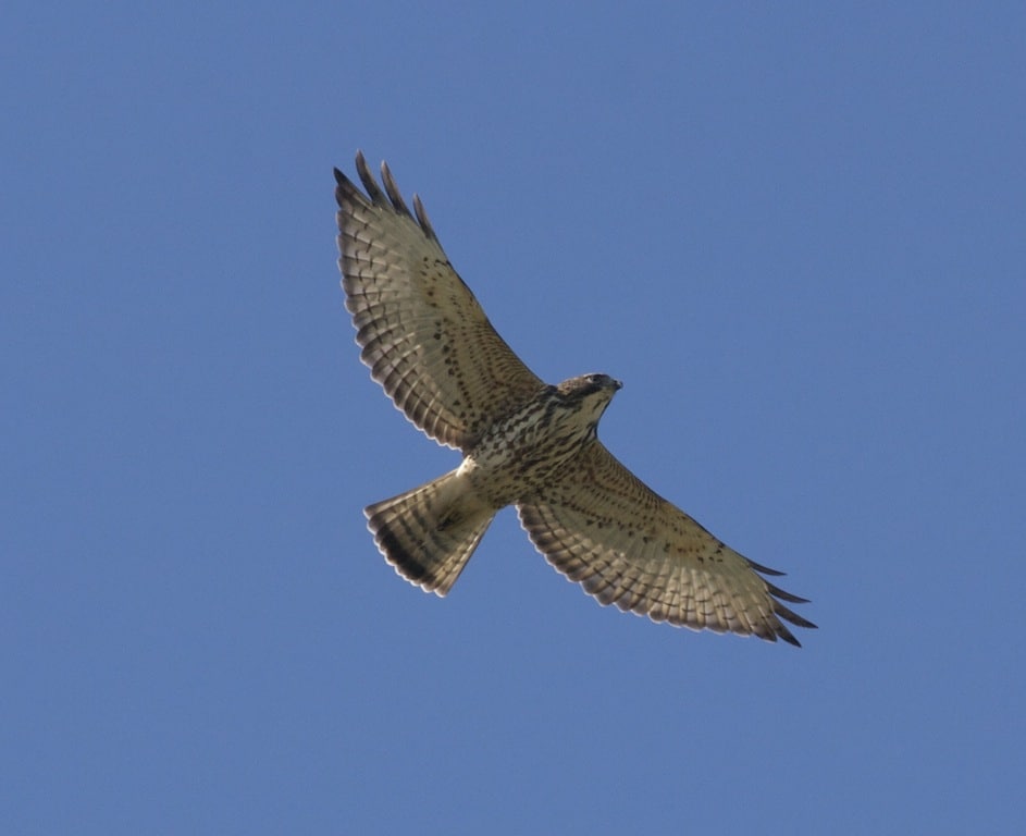 Russian Hawks Raptors Why Study Raptors?