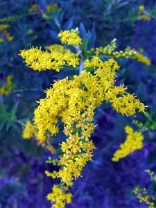 Goldenrod in September. (photo © Brett Amy Thelen)