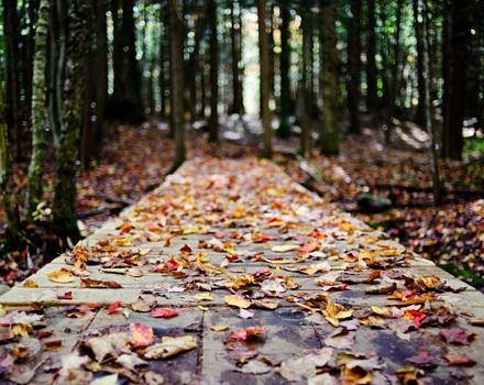Fallen leaves rest on a wooden boardwalk in the woods. (photo © Lee Sullivan)