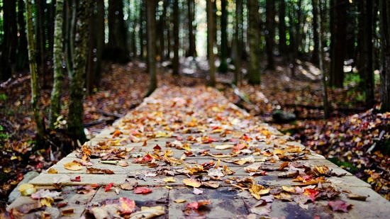 Fallen leaves rest on a wooden boardwalk in the woods. (photo © Lee Sullivan)