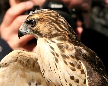 A rehabilitated Broad-winged Hawk awaits release back to the wild. (photo © Ken Bergman)