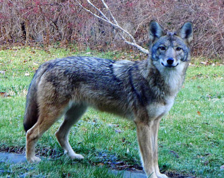 An Eastern Coyote peers through a window. (photo © Vivienee Strauss)