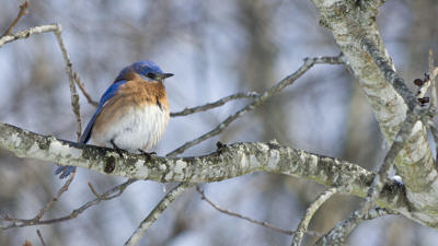Eastern Bluebird perched on a branch in winter