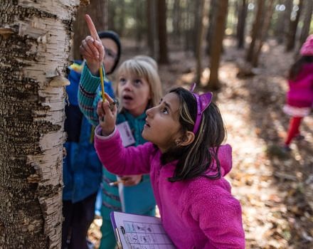 2nd graders search for wildlife sign on a birch tree during a Harris Center outing. (photo © Ben Conant)