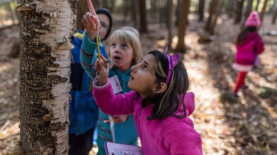 2nd graders search for wildlife sign on a birch tree during a Harris Center outing. (photo © Ben Conant)