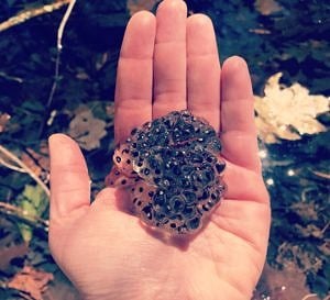 A hand holds a small wood frog egg mass. (photo © Brett Amy Thelen)