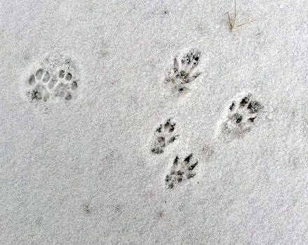 Two sets of animal tracks in snow (photo © Michelle Aldredge)