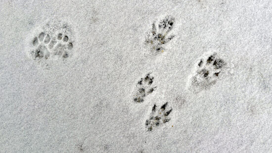 Two sets of animal tracks in snow (photo © Michelle Aldredge)