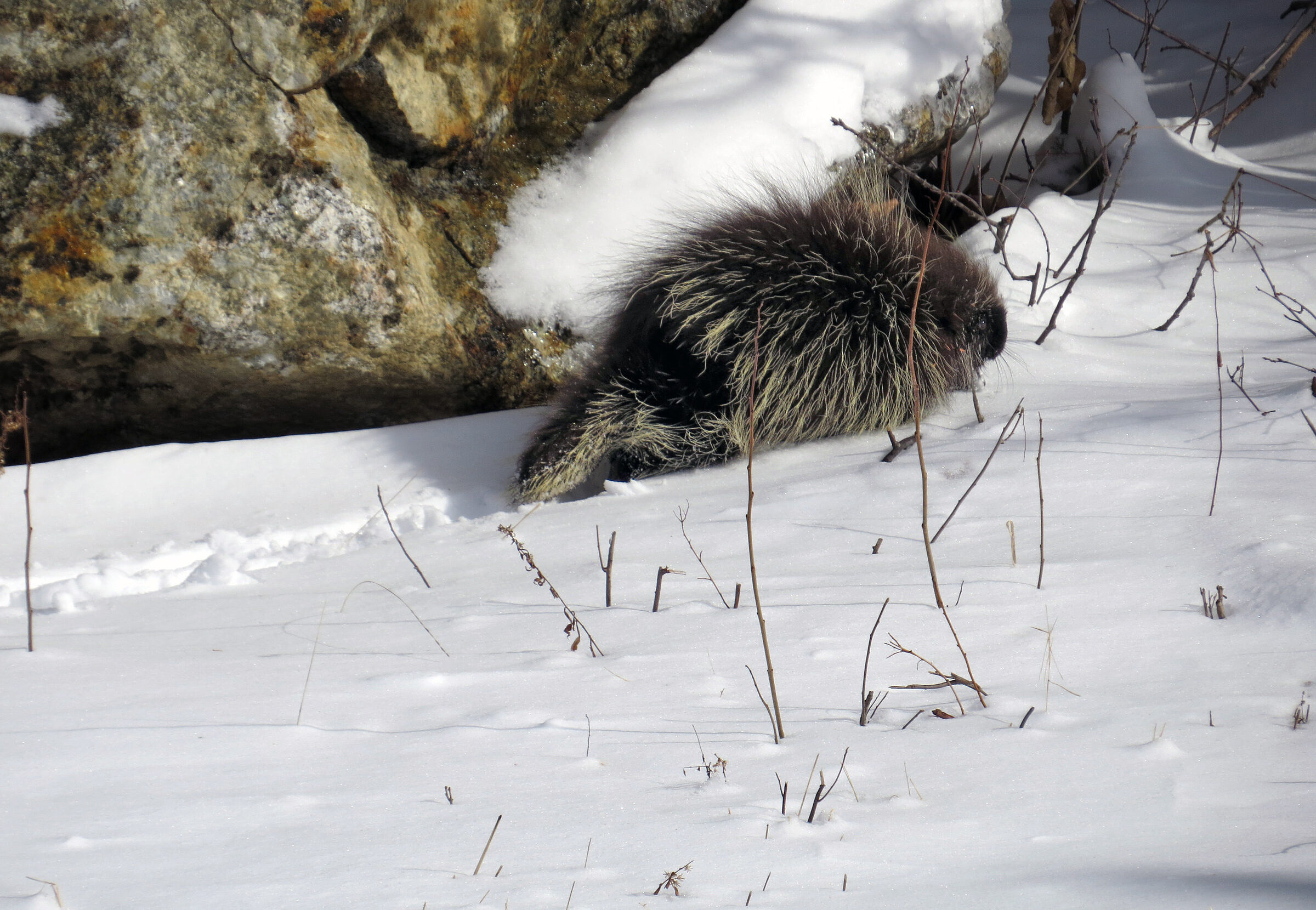 Porcupine making tracks in the snow (photo © Meade Cadot)