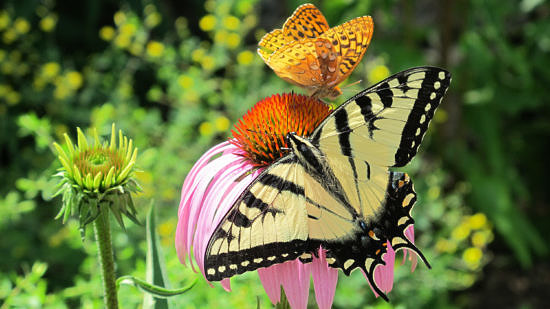 A fritillary and a swallowtail share space on a coneflower in the Harris Center's pollinator garden. (photo © Brett Amy Thelen)