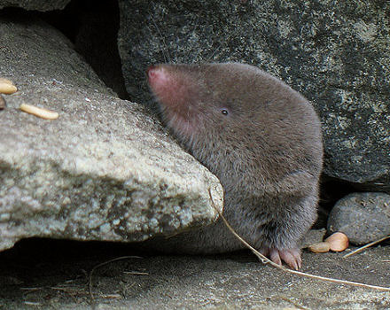 A Short-tailed Shrew pokes its head out of a stone wall. (photo © Gilles Gonthier)
