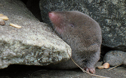 A Short-tailed Shrew pokes its head out of a stone wall. (photo © Gilles Gonthier)