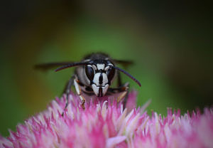 A bald-faced hornet rests on a clover flower. (photo © John Munt via the Flickr Creative Commons)