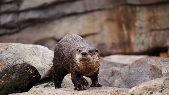 A river otter. (photo © Zachary Spears via unsplash)