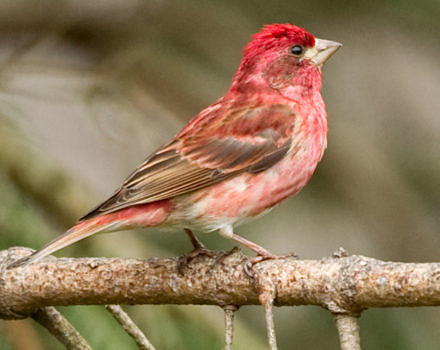 Purple Finch. (photo © Tianne Strombeck)