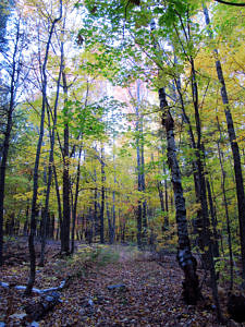 Evening on the Cadot Trail. (photo © Russ Cobb)