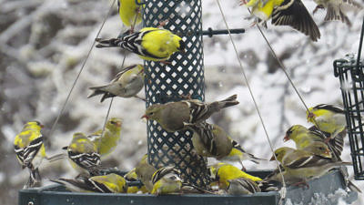 A flock of goldfinches perch and fly around a backyard bird feeding station. (photo © Meade Cadot)