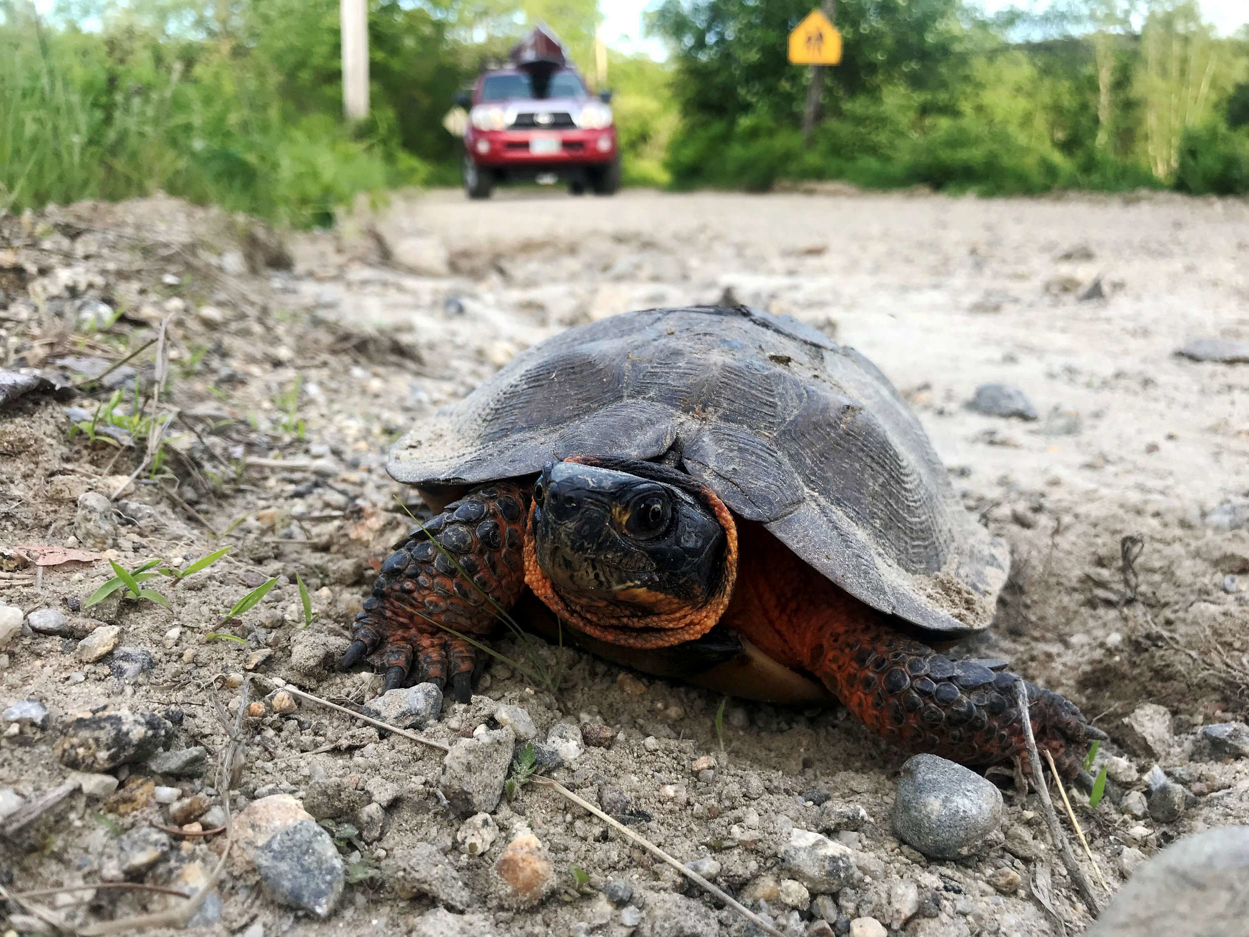 Turtle Talk: New Hampshire's Turtles & How You Can Help on May 9