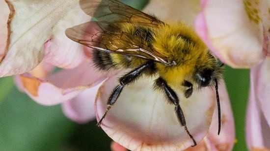 A bumble bee on a flower. (photo © Dennis Thompson)