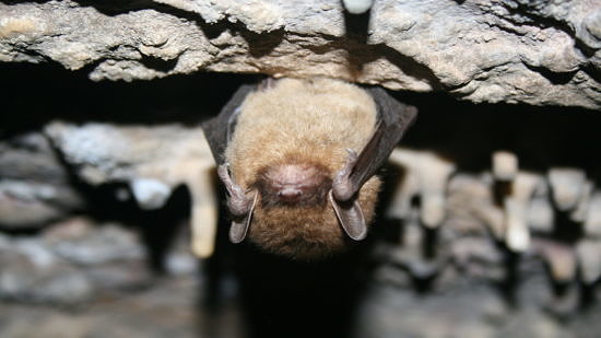 A little brown bat hangs upside down inside a cave. (photo © USFWS / Ann Froschauer)