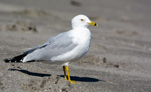 Ring-billed Gull © John Sutton