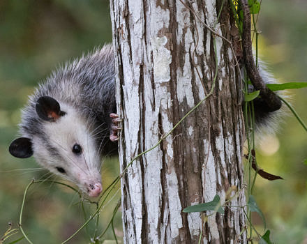 A possume climbing a tree. (photo © Dennis Church via the Flickr Creative Commons)