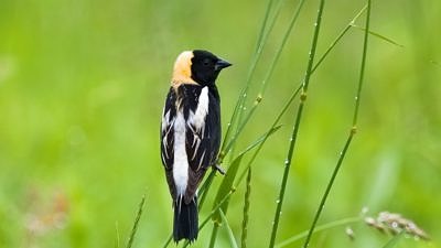 A Boblink perched on a blade of grass. (photo © Peter Swaine via the Flickr Creative Commons)