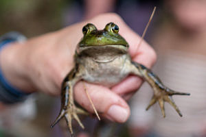 A bullfrog in hand. (photo © Ben Conant)