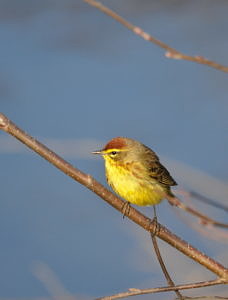 Palm Warbler. (photo © Putneypics)