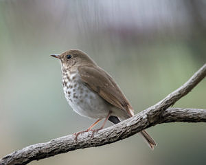 Hermit Thrush. (photo © Becky Matsubara)