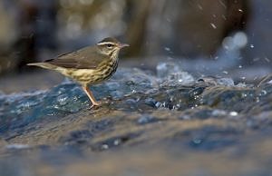 Louisiana Waterthrush. (photo © Bill Majoros)