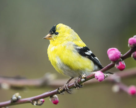 American Goldfinch. (photo © Colin Durfee)