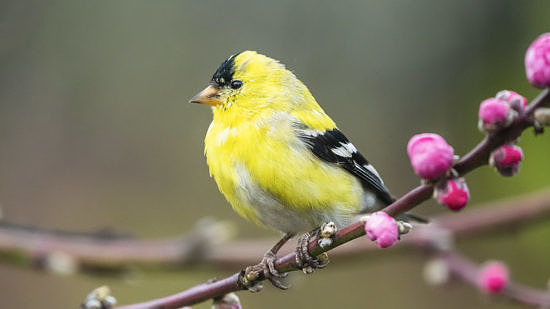 American Goldfinch. (photo © Colin Durfee)