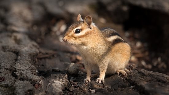 A chipmunk on the lookout. (photo © Denis Fournier via the Flickr Creative Commons)