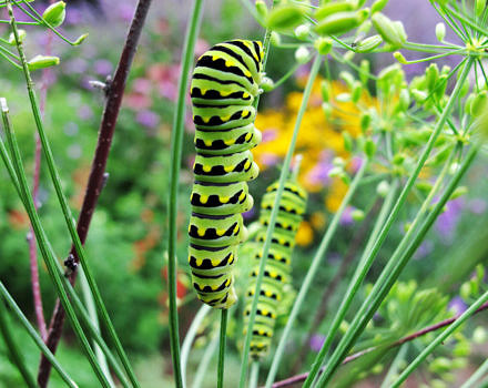 Swallowtail caterpillars, photo by Brett Thelen