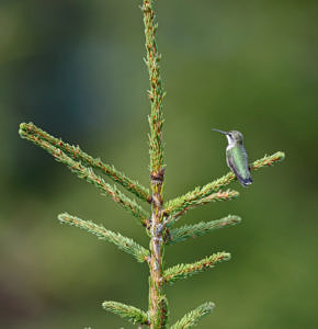 A Ruby-throated Hummingbird perched in a spruce on Pack Monadnock. (photo © Andre Moraes)