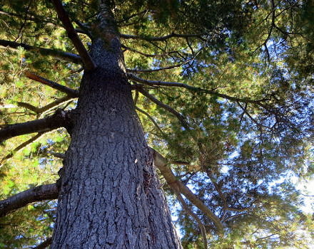 A view of a tall white pine. (photo © Ann Fisher via the Flickr Creative Commons)