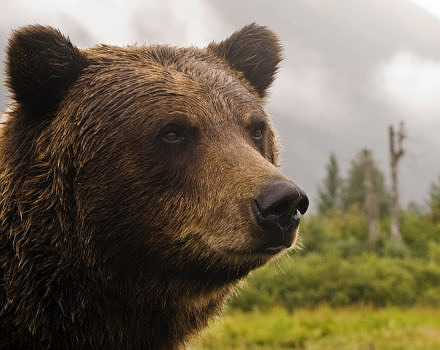 A portrait of a grizzly bear. (photo © Princess Lodges via the Flickr Creative Commons)