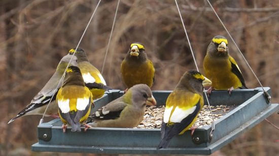 Evening Grosbeaks on a platform bird feeder. (photo © Meade Cadot)