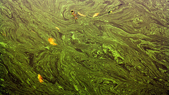 A bright green cyanobacteria bloom. (photo © Jimmy Symons via the Flickr Creative Commons)